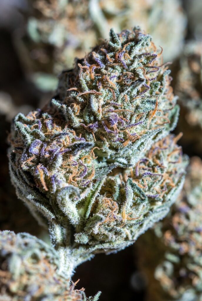 Where to Buy Weed in Stockholm