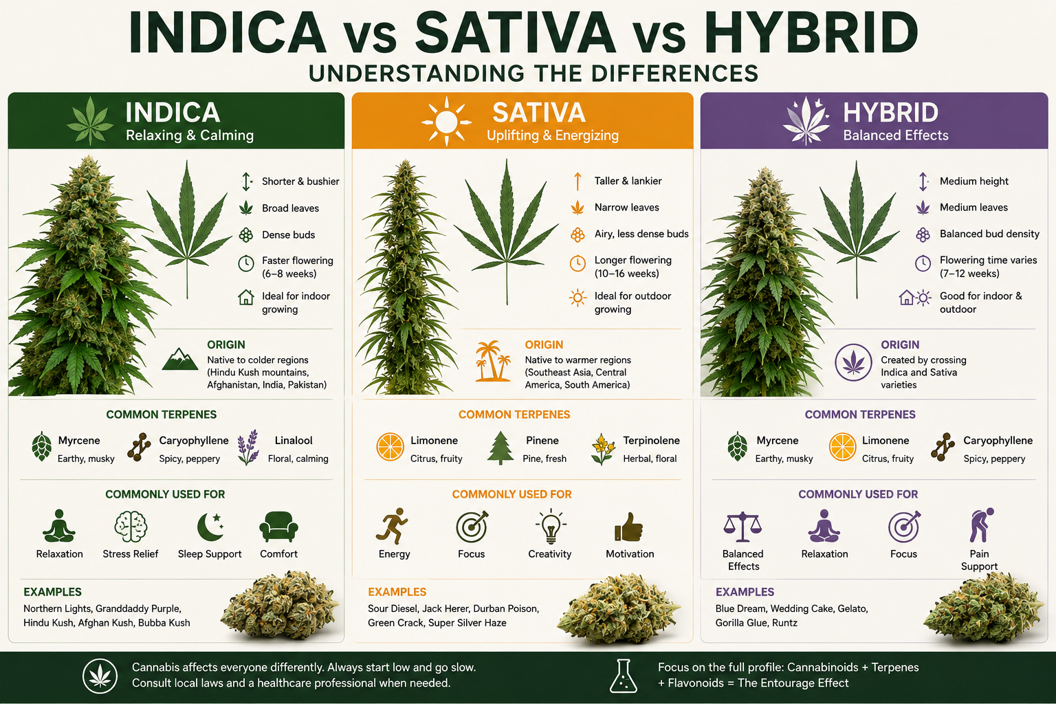 Indica vs Sativa vs Hybrid